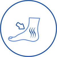 Stabilizes the Ankle Joint