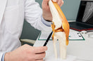 doctor showing anterior cruciate ligament model