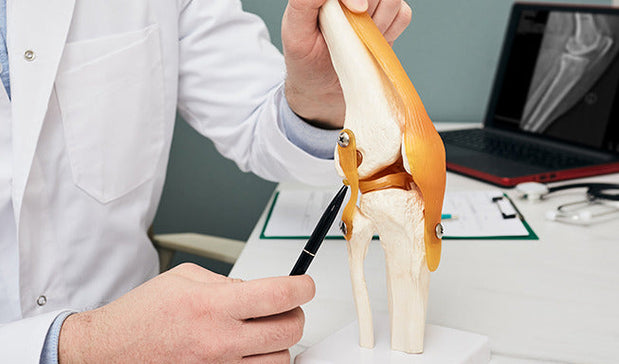 doctor showing anterior cruciate ligament model
